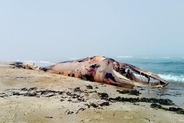 Dead Whale (30ft) washed up on Belhaven beach today. The public were asked to stay away from it as whales can explode!

Pictures taken with permission from Coast To Coast Surf School