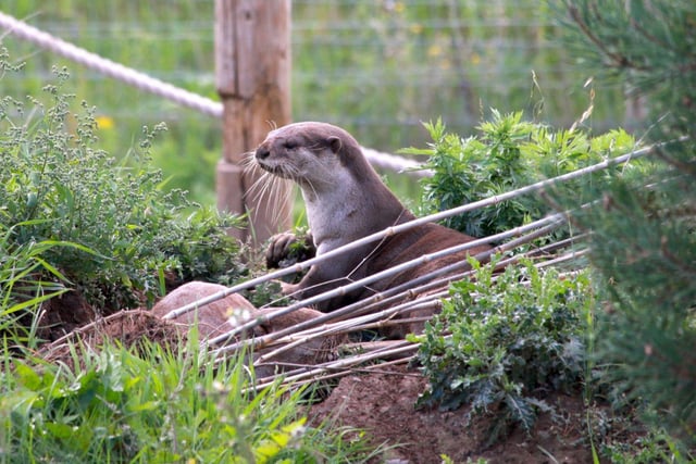 An otter at Yorkshire Wildlife Park has found love again after his former partner died five months ago.