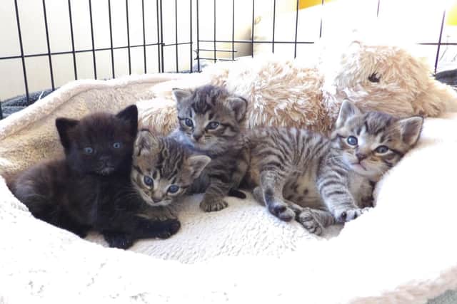 The four dumped kittens were lucky to be found after they were tied up in carrier bags and thrown over six feet-high wall