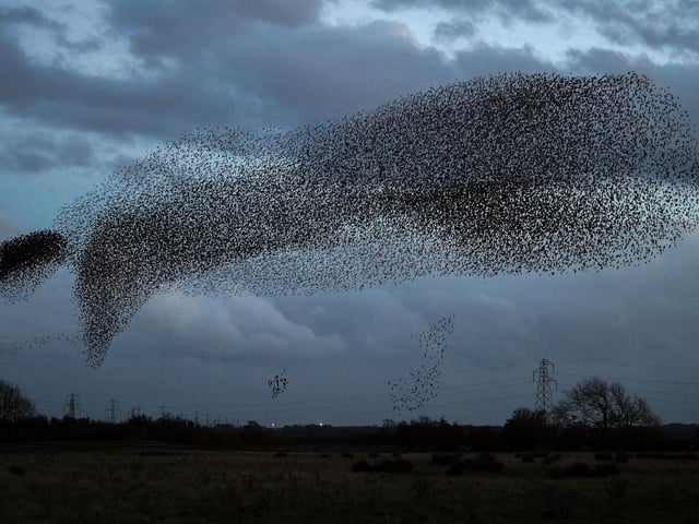 Starlings put on a display as they gather in murmurations in Gretna, Scotland.