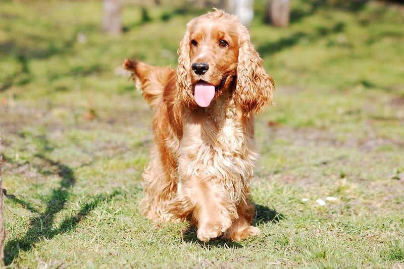 English Cocker Spaniels are a top choice for many people