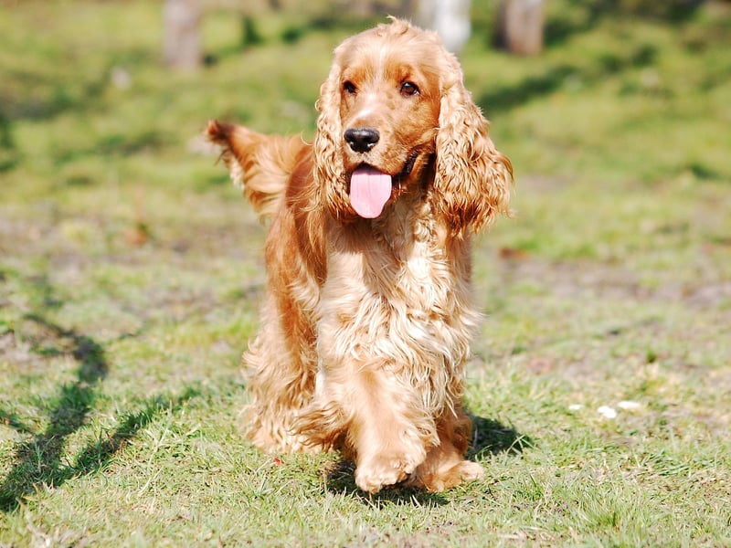 English Cocker Spaniels are a top choice for many people