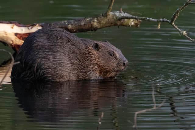 They will live in a 40 hectare site surrounded by a beaver proof fence.