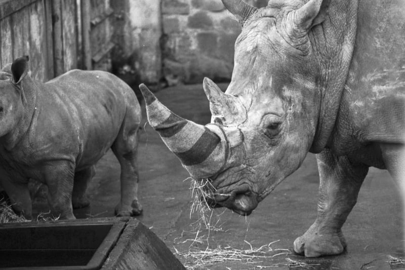 Floosie the Edinburgh Zoo rhinoceros wears a specially-made rhino horn warmer to protect it from the cold in December 1988.