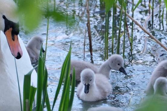 Fluffy cygnets from @pandapix60