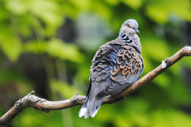 Sheffield wildlife campaigners are warning more needs to be done to protect the city’s natural environment . Turtle doves are at risk in Sheffield. Picture: Amy Lewis
