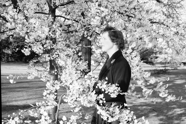 A visitor admires the cherry blosson in the gardens in April 1952.