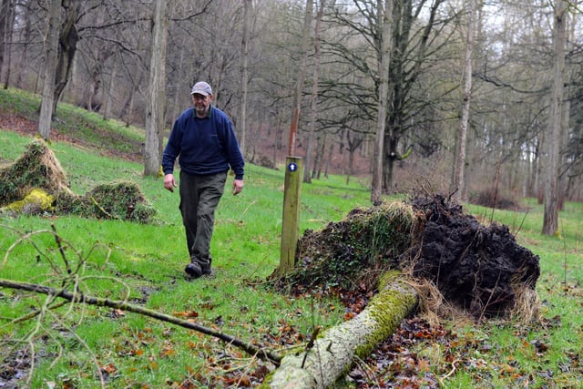 Estate Ranger Ian Nairn with some of the damaged trees.