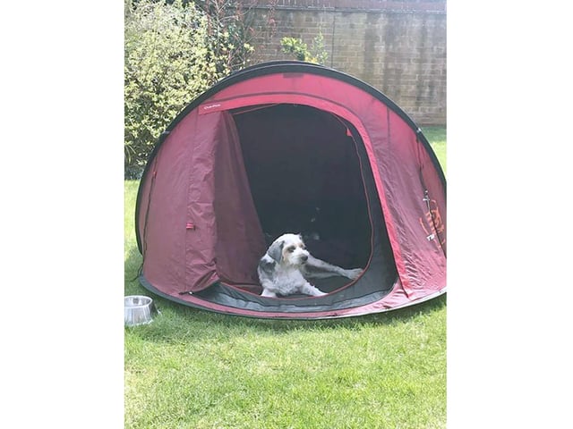 Andrea Willis, from Fareham, sent in this picture of her other, four-year-old Tibetan Terrier, Lilly finding shade in a pop-up tent.