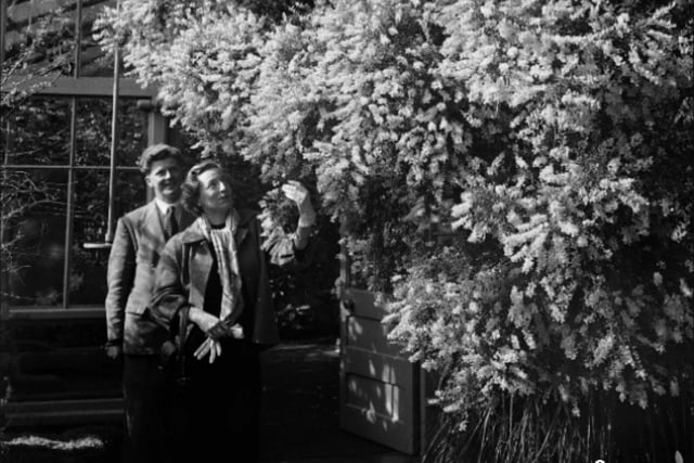 Two visitors admire the Yellow Canary Island Bloom in one of the hothouses in May 1953.