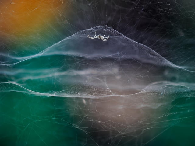 Vidyun R Hebbar (India) watches a tent spider as a tuk-tuk passes by. Exploring his local theme park, Vidyun found an occupied spider’s web in a gap in a wall. A passing tuk-tuk (motorised rickshaw) provided a backdrop of rainbow colours to set off the spider’s silk creation., Tent spiders are tiny – this one had legs spanning less than 15 millimetres. They weave non-sticky, square-meshed domes, surrounded by tangled networks of threads that make it difficult for prey to escape. Instead of spinning new webs every day, the spiders repair existing ones.