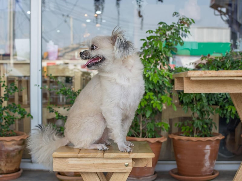 Conveniently located around the corner from Harrison Park, a riverside green space perfect for a dog walk, Tea & Sympathy on Ashley Terrace offers an open jar of dog treats to go with whatever tasty food you choose for yourself. The cafe has proven so popular with the pups that the owners have now created two doggy walls of fame to recognise their loyal canine customers. Photo: PongMoji / Getty Images / Canva Pro.