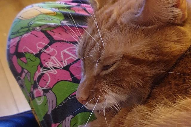 Cat Amp having cuddles and purring away. He is 8 years old this year. Shared by reader Grant Scott Hill.
