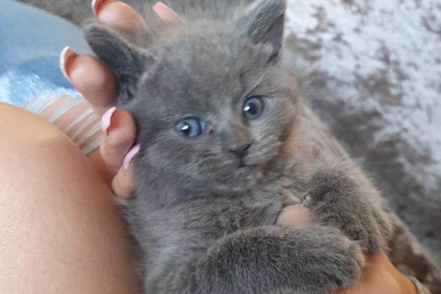 What's new pussycat? Kellie Phillips got Sonic at five weeks old and said: "She is so in love with my little boy, they don't leave eachothers side."