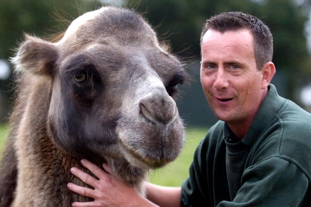 Animal director John Minion with Monty the camel who has now been allowed into the sanctuary with the other camels at the Yorkshire Wildlife Park in 2012