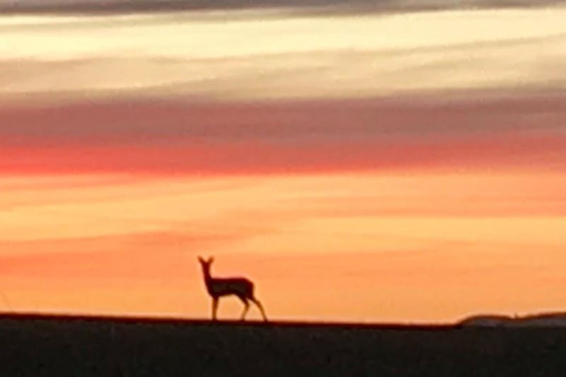 Paton Fi spotted this deer at sunset and managed to capture a beautiful picture of it.