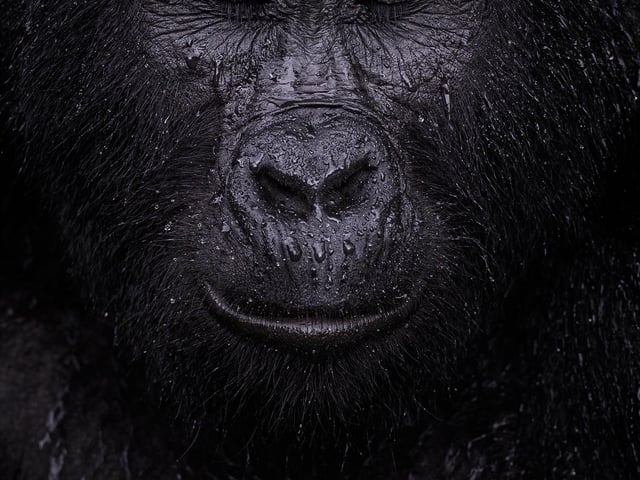 Majed Ali (Kuwait) glimpses the moment a mountain gorilla closes its eyes in the rain. Majed trekked for four hours to meet Kibande, an almost 40-year-old mountain gorilla. ‘The more we climbed, the hotter and more humid it got,’ Majed recalls. As cooling rain began to fall, Kibande remained in the open, seeming to enjoy the shower. Mountain gorillas are a subspecies of the eastern gorilla, and are found at altitudes over 1,400 metres in two isolated populations – at the Virunga volcanoes and in Bwindi. These gorillas are endangered due to habitat loss, disease, poaching and habitat disruption caused by human activity.