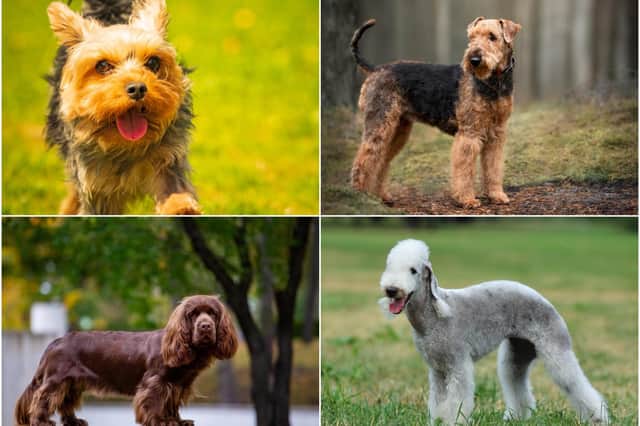 These are the prices of 11 breeds of dogs, according to Pets4Homes
