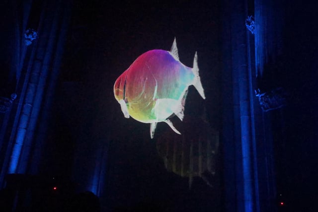 This fish looked like it was a multi-coloured rainbow on the screen.