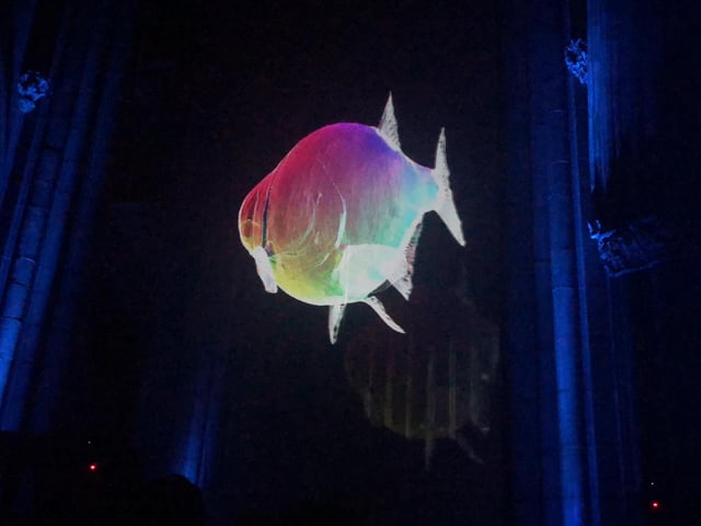 This fish looked like it was a multi-coloured rainbow on the screen.