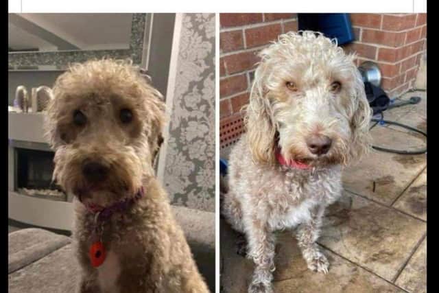 Missing Bedlington Terrier, Harper, was last seen on a lay-by near Junction 35 of the M1