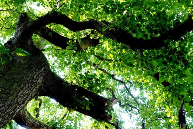 Italian alder at Whirlow Brook Park