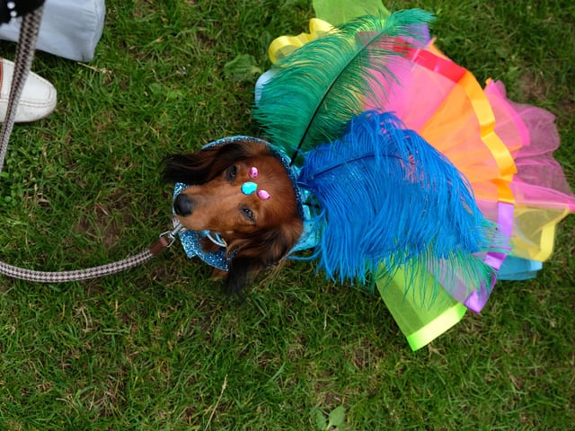 Second place went to Amber, sponsored by Houndsbyholly