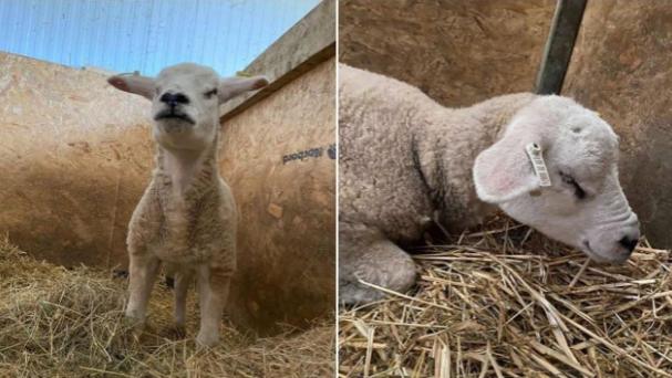 Despite being born without eyeballs and suffering from a severe heart murmur, four-month-old Darcy is a happy lamb who can be found ‘stomping around’ around Manor Estate Farm- a small, family-run animal sanctuary in Toll Bar. Ami Downs, who set up the farm a year ago when she was just 18, has appealed to Doncaster animal-lovers for help raising £600 for a field shelter which would give Darcy a safe place to graze. So far, £370 has been raised of the £600 target.