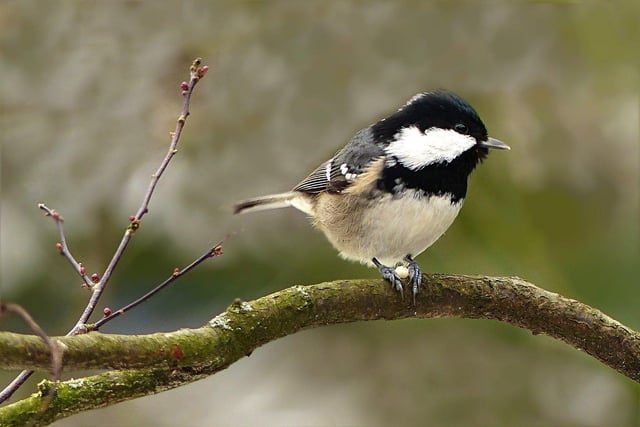 The Coal Tit is ranked 13th on the Northumberland list, down three places on last year.