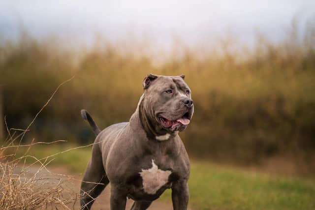 American XL Bullys will be added to the UK's list of banned dogs after a recent rise in fatalities and other attacks allegedely involving the breed. Picture by Lauren Hall
