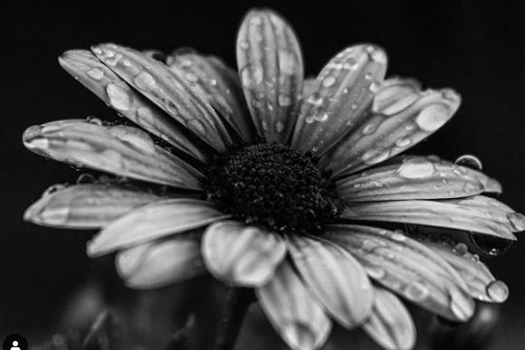 There has been a lot of rainy days recently. @rasphotography2020 captured water droplets on this flower.