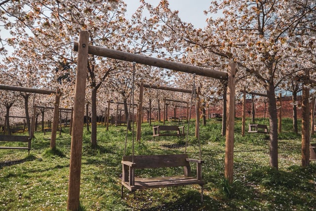 Empty swing seats among the cherry blossom.