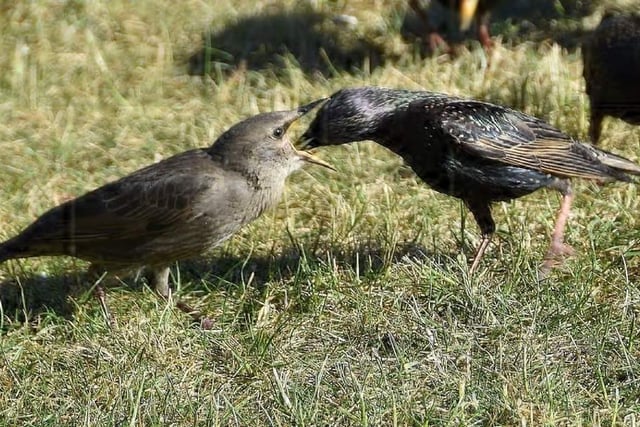 Young starlings being fed by parent