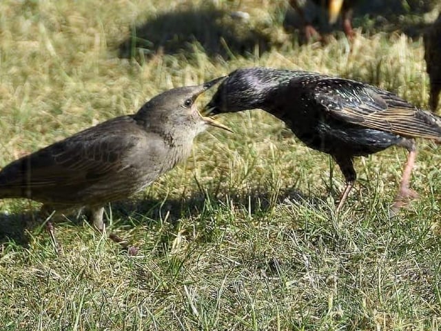 Young starlings being fed by parent