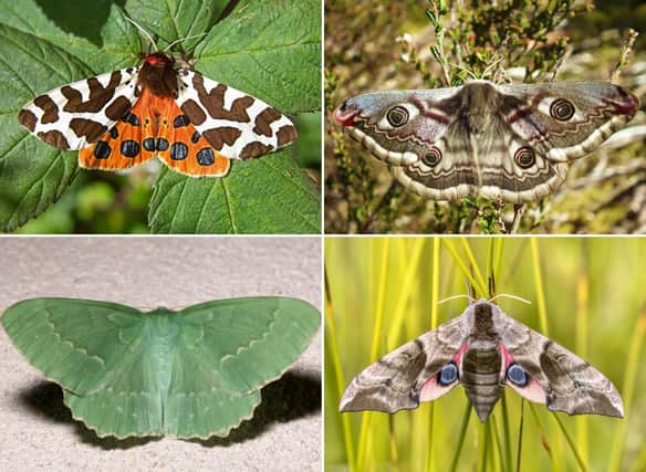 These are some of Scotland's most beautiful and fascinating moths.
