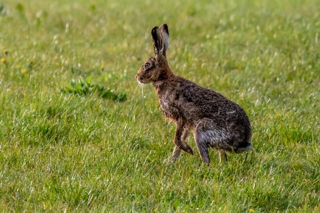 A ‘drookit’ hare crossed my path whilst out on an early morning walk near Melrose. As it paused,  I swear I heard it say ‘roll on summer’. 