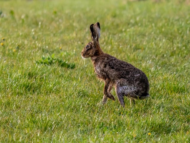 A ‘drookit’ hare crossed my path whilst out on an early morning walk near Melrose. As it paused, I swear I heard it say ‘roll on summer’.