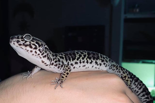 Another submission from Emma Swinton, who also has a pet leopard gecko named Cintra. These lizards are native to the rocky dry grassland and desert regions of Afghanistan, Pakistan, north-west India, and Iran
