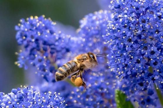 Have you seen the return of the bees this spring? Photo from  @theskysthelimit.photography