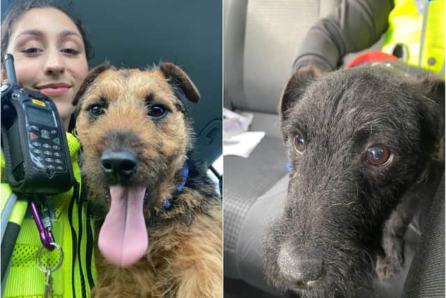Two pups were found on an abandoned allotment in Sheffield