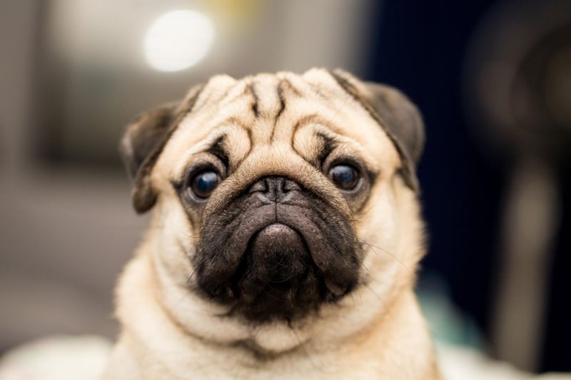 There's no doubting the number one toy dog in 2020. Pug dogs were registered over 6,000 times.
