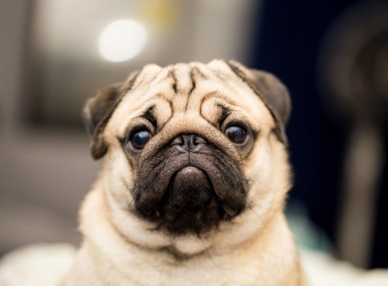There's no doubting the number one toy dog in 2020. Pug dogs were registered over 6,000 times.