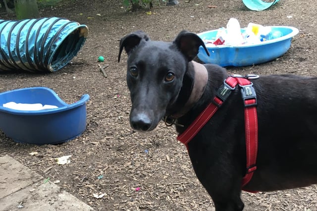 Jet is a 4 year old greyhound who likes to go for wanders doing his own thing, but is learning to love tickles under his chin. He could potentially live with a calm dog his size, but no cats or small animals. Available from WDW