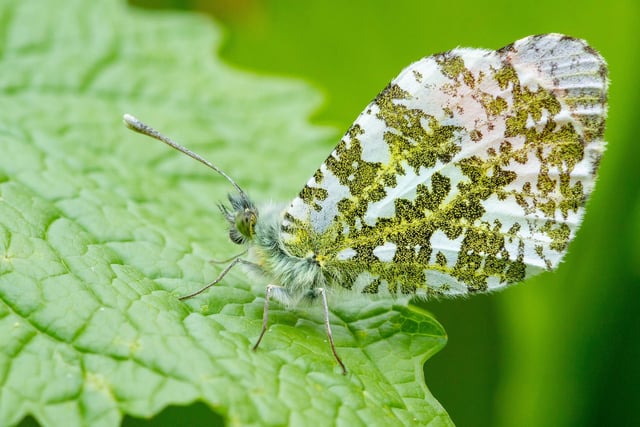Hoghly commended - Orange tip butterfly in Colchester, Essex.