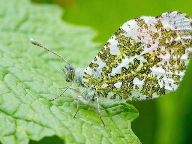 Hoghly commended - Orange tip butterfly in Colchester, Essex.