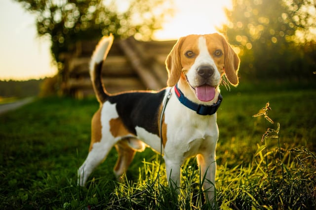 The beagle is a friendly, curious, active and energetic dog. It is a great breed of dog for a family (Photo: Shutterstock)