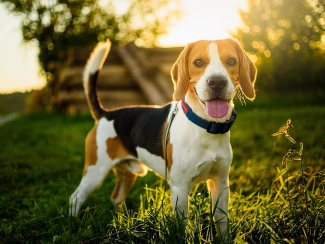 The beagle is a friendly, curious, active and energetic dog. It is a great breed of dog for a family (Photo: Shutterstock)