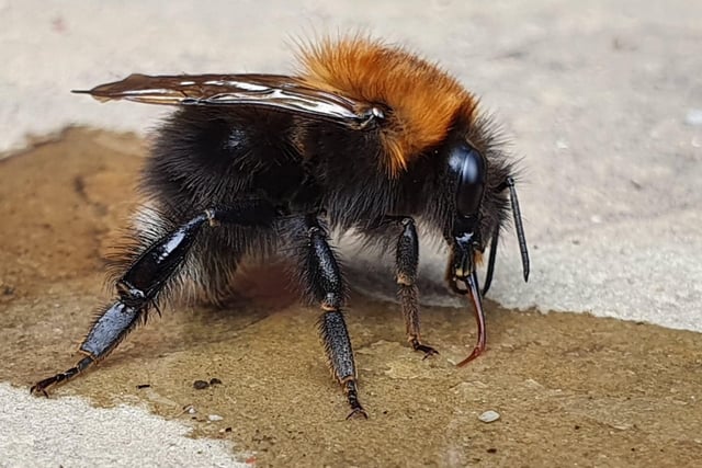 Sarah Muir took this photo of a bumble bee quenching its thirst on sugared water she had put down for it.