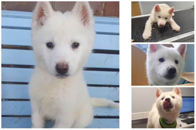 A puppy, named Snowdrop by Helping Yorkshire Poundies, is searching for her forever home