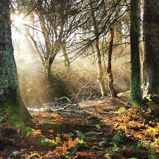 Claire Mackie took this warm woodland shot